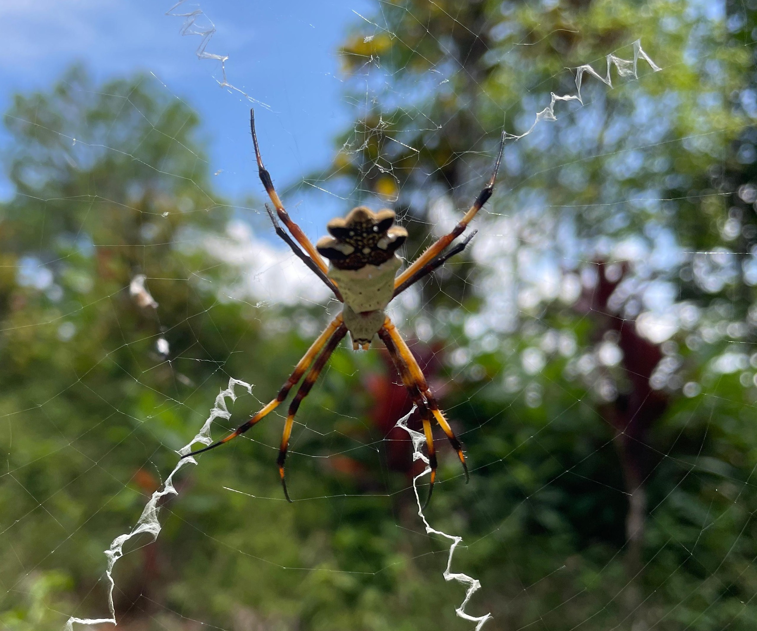 Argiope argentata